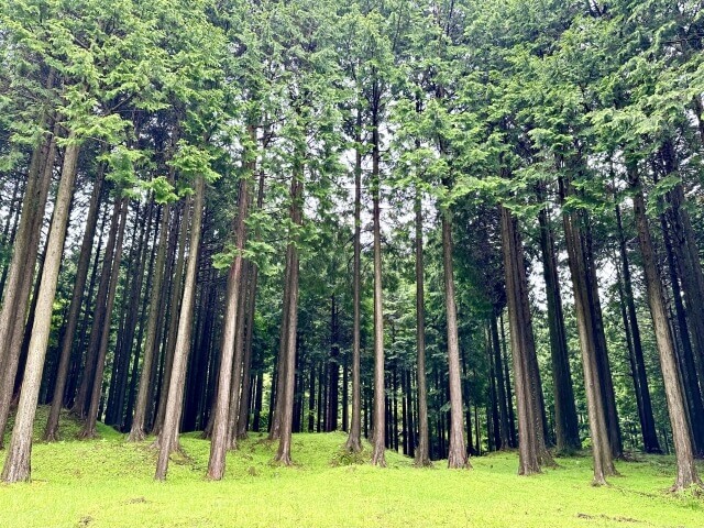 ヒノキ
