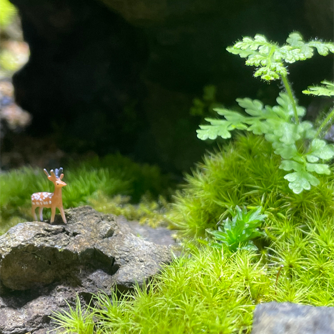 moss-connect